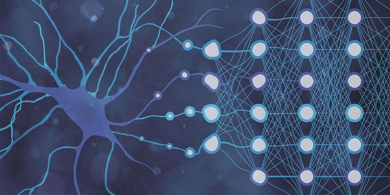 Neuronas y la inteligencia