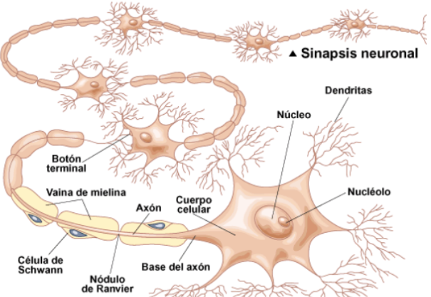 Neuronas estimuladas y dañadas