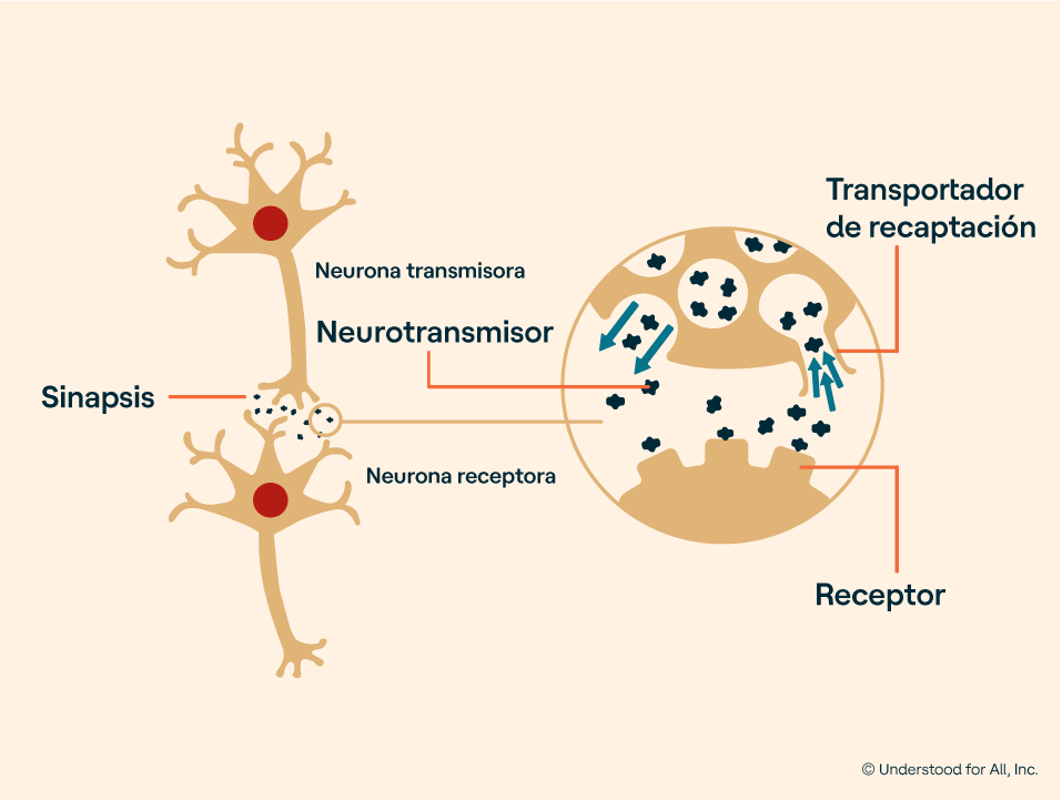 neuronas comunicación neurotransmisores afectan