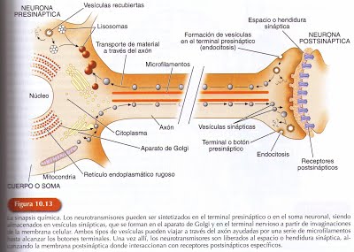 Neurotransmisores en la comunicación neuronal