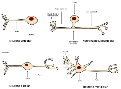 Neuronas unipolares en acción