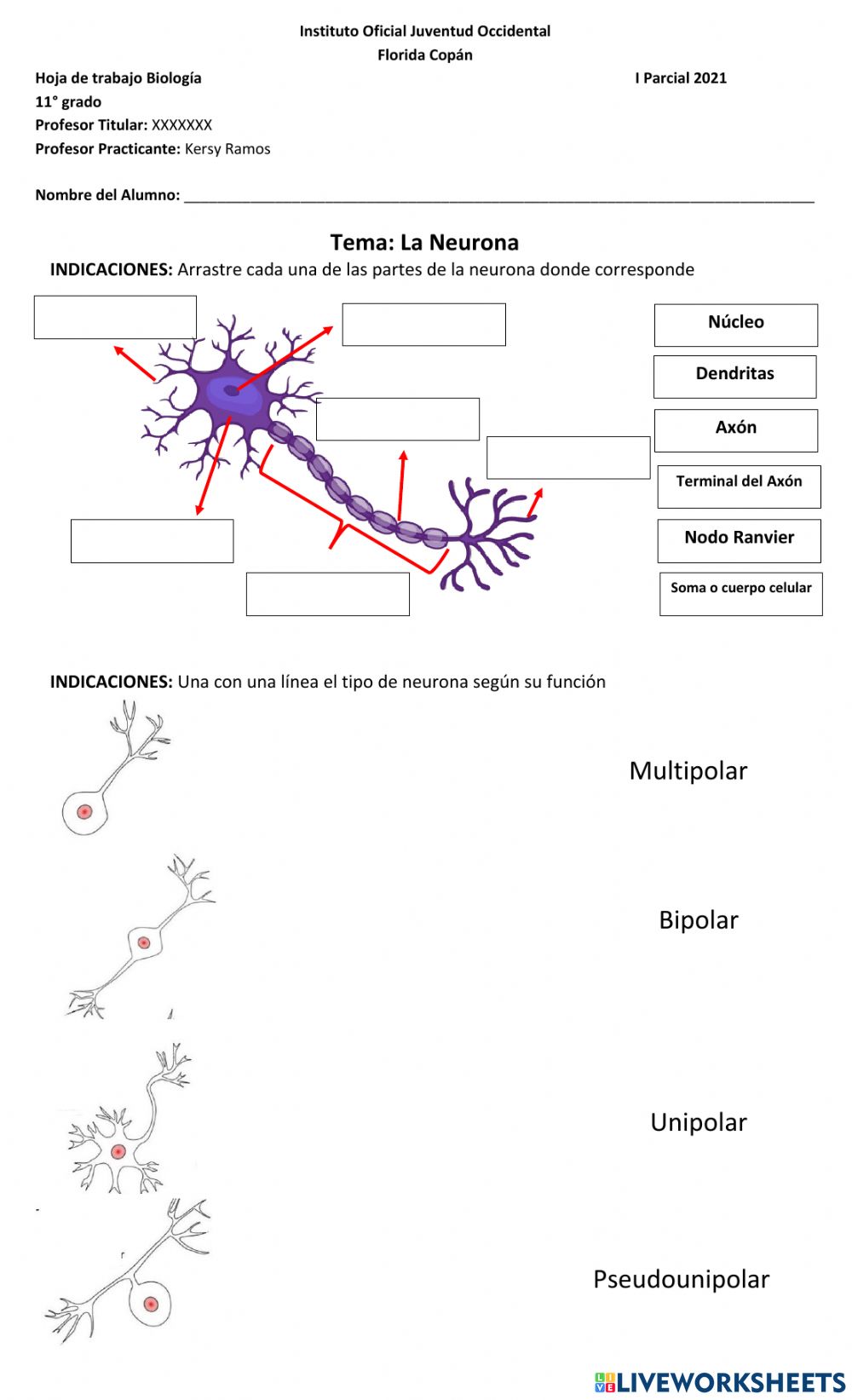 Neuronas en actividad