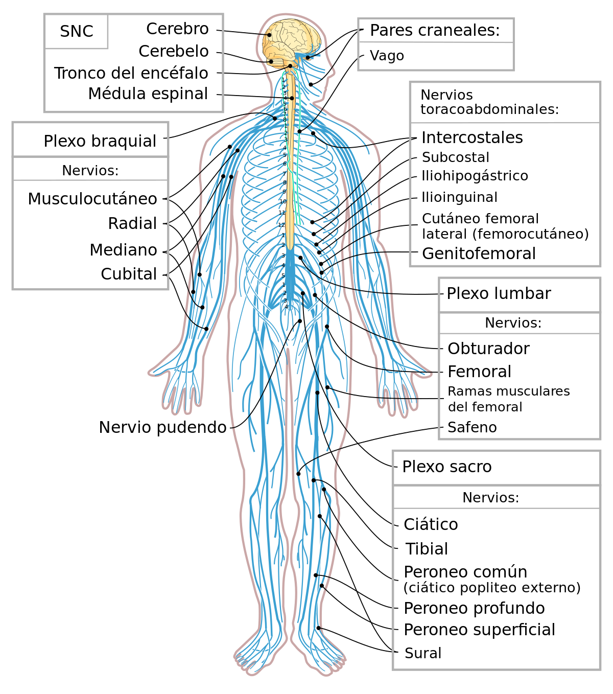 Un diagrama del sistema nervioso