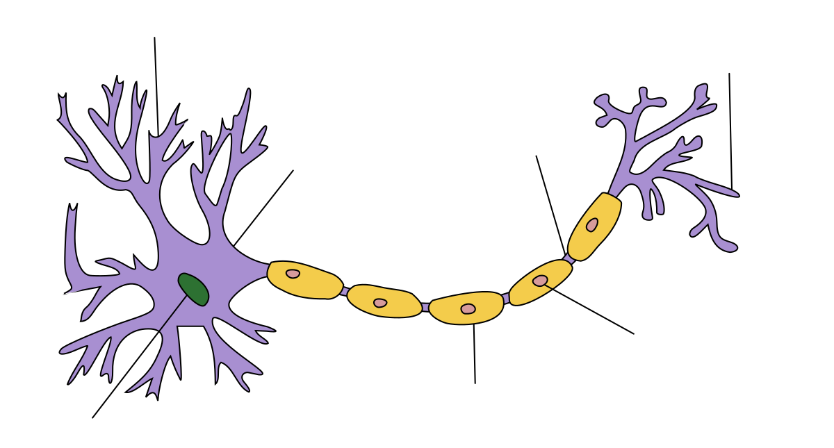 Neuronas interconectadas y ramificaciones