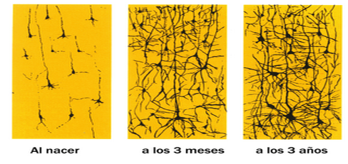 Neuronas en desarrollo