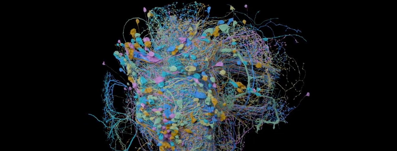 Ubicaciones inesperadas de las neuronas