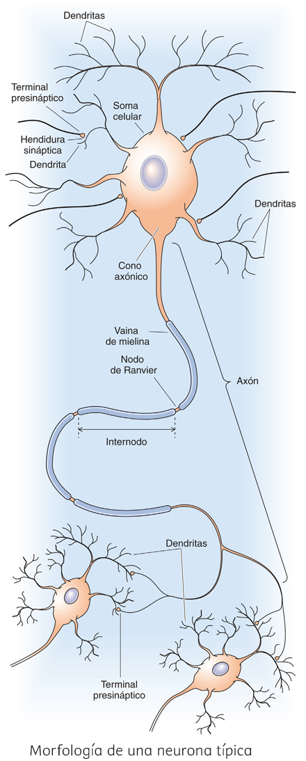 Largo del axón en neuronas