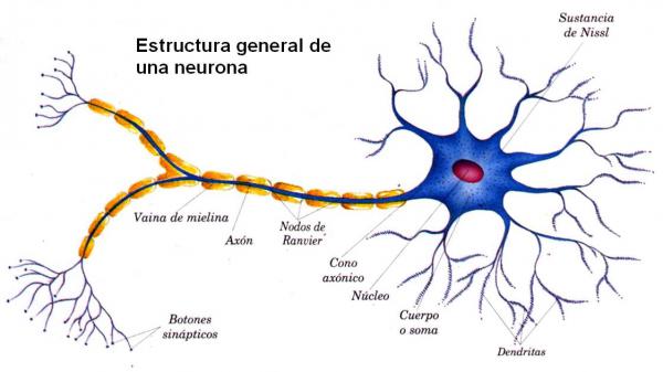 Un diagrama de las neuronas