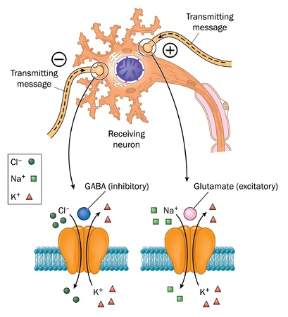 Neuronas transmitiendo impulsos nerviosos