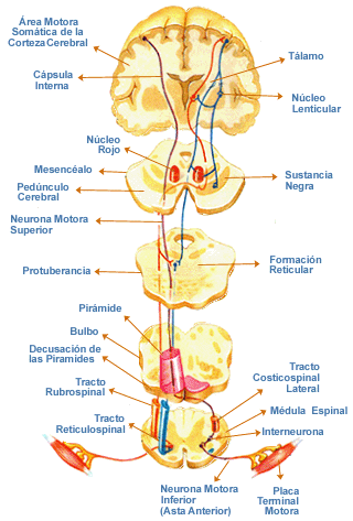 Investigaciones sobre la vía motora