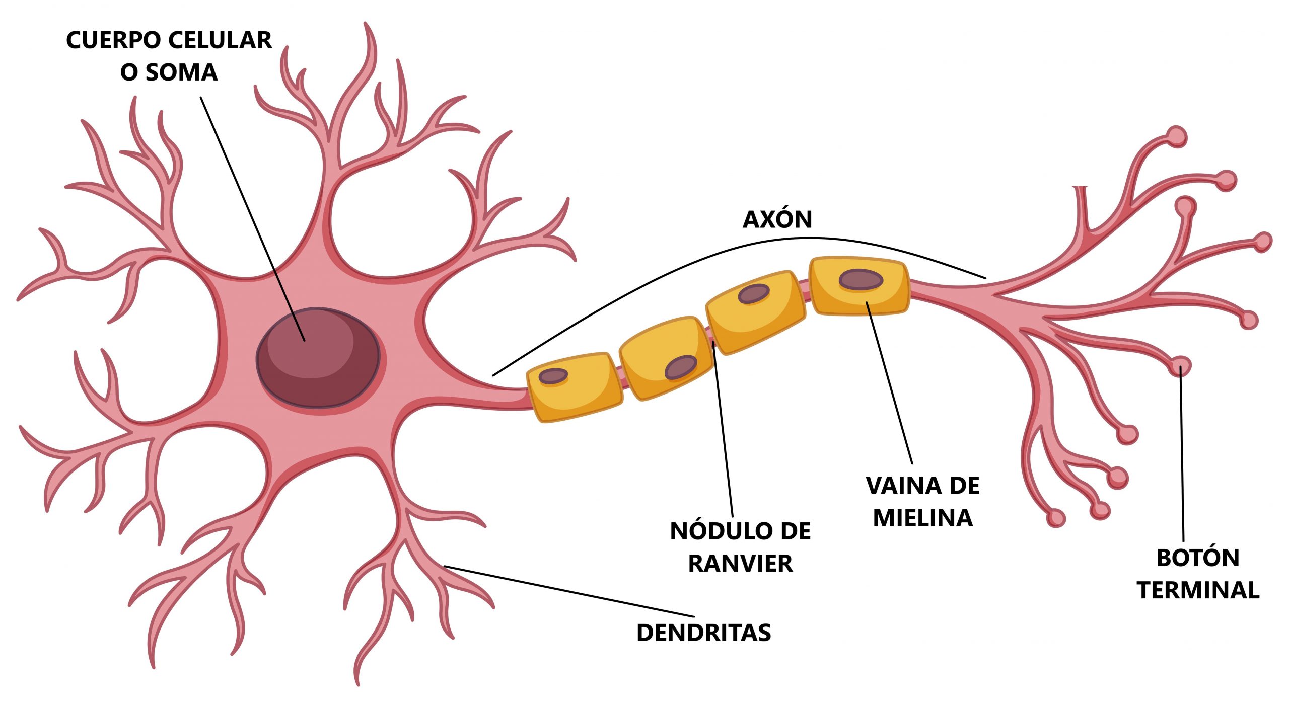 Células neuronales y mielina