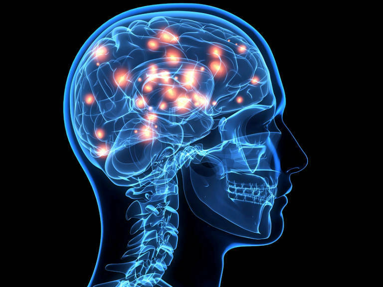 Investigaciones sobre neuronas y cerebro