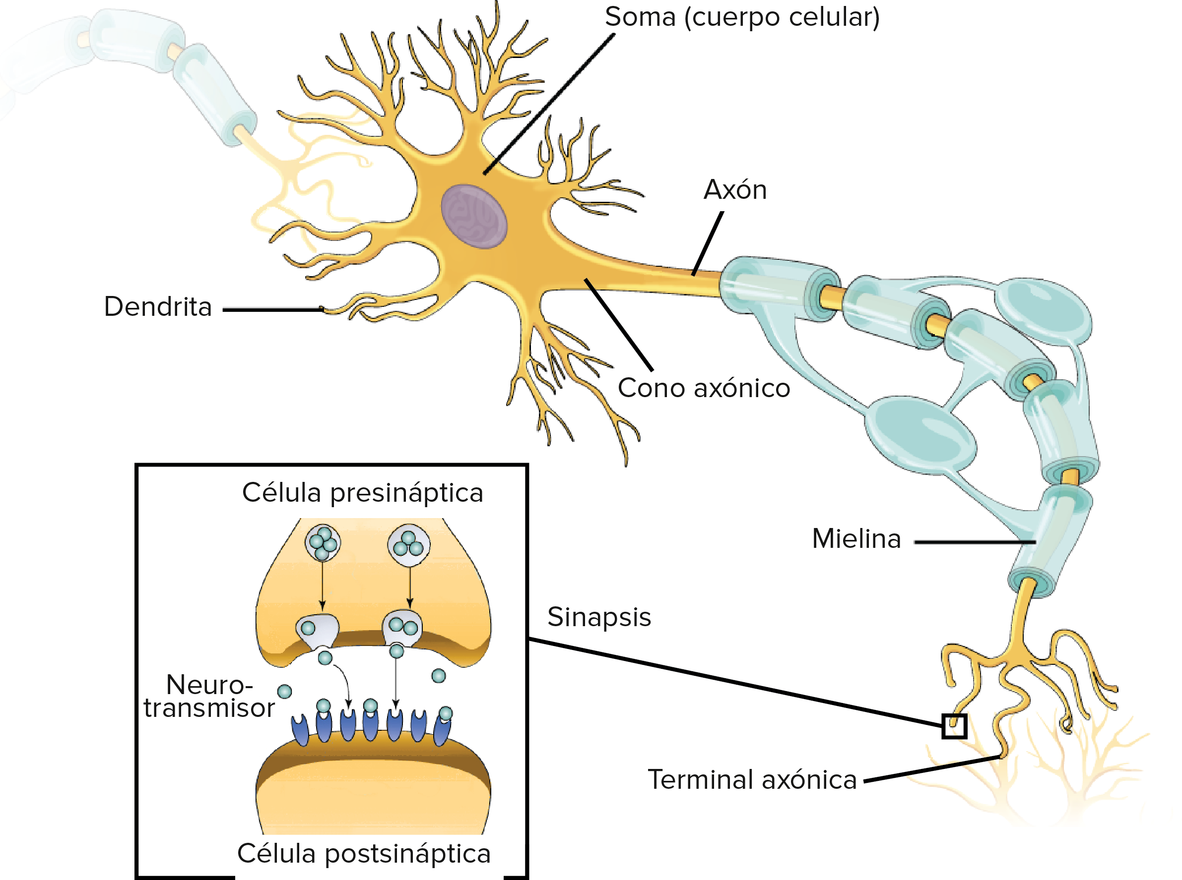 Diagrama de conexiones neuronales