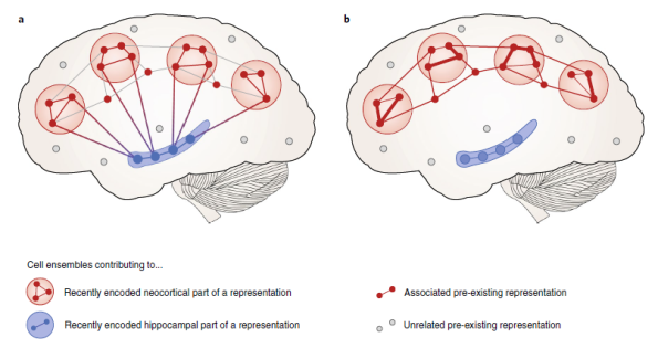 Regeneración de neuronas durante el sueño