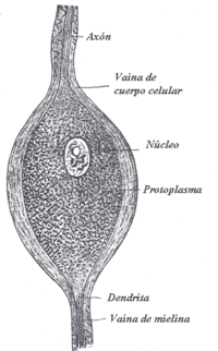 neuronas bipolares en sistema visual