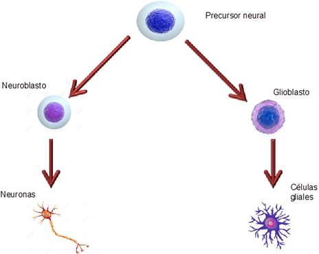 neuronas en proceso de regeneración