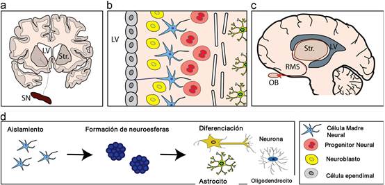 Neurogénesis cerebral