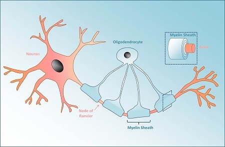 Oligodendrocitos en el sistema nervioso