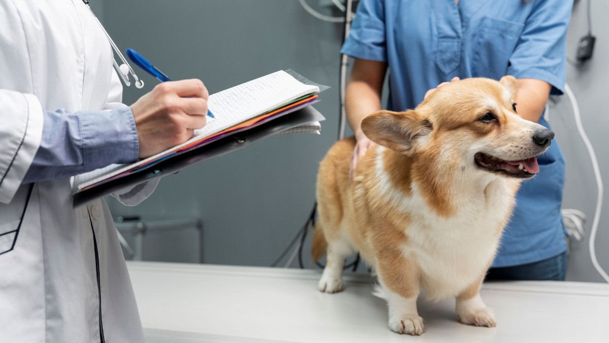 Perro en el veterinario