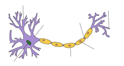 Envejecimiento de las neuronas sensoriales