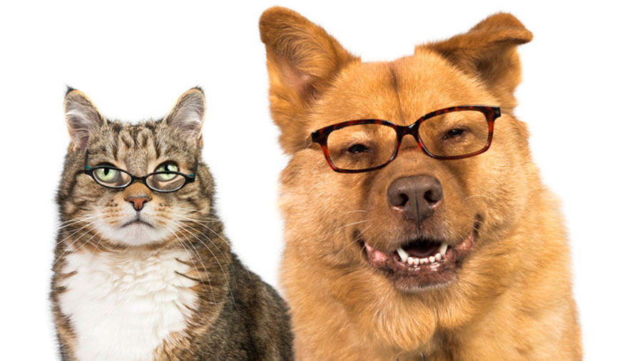 Perros y gatos inteligentes