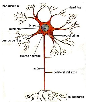 Neuronas en funcionamiento