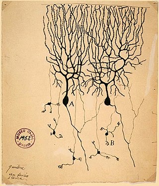 neuronas de Purkinje regeneradas