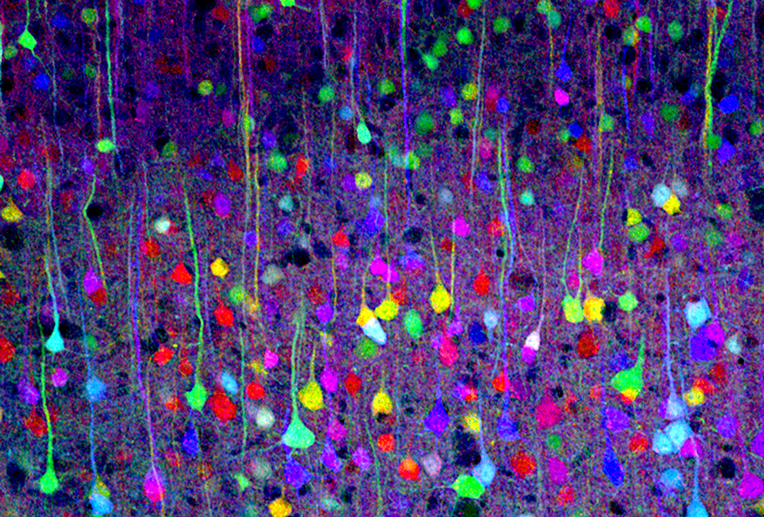 Genética y fortaleza neuronal