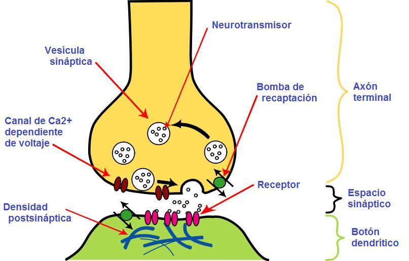 Diagrama sináptico