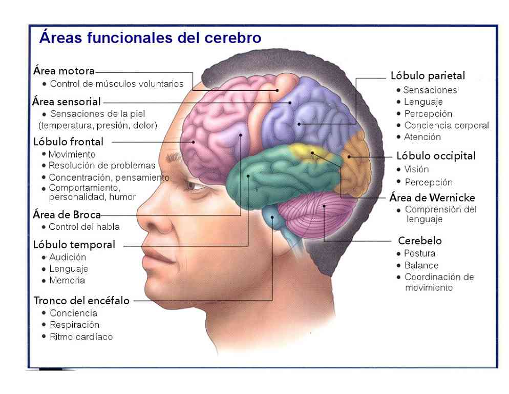 Anatomía del cerebro y comportamiento
