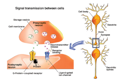 Sinápsis neuronal en acción