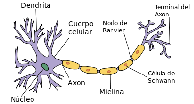 una neurona en acción