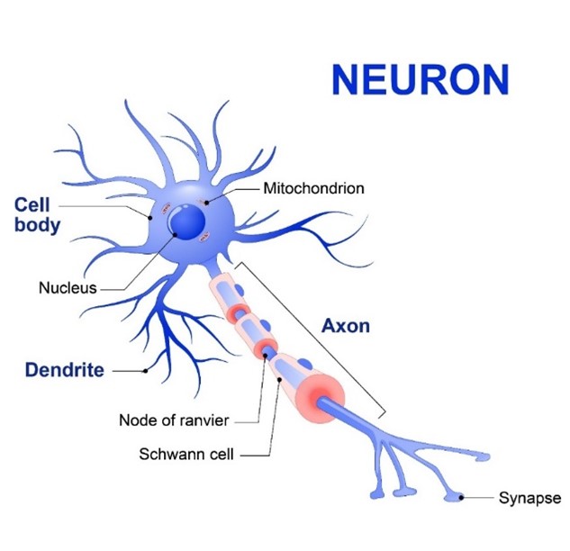 Neuronas protegidas y terapias alternativas