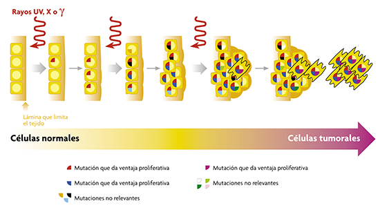 neuronas afectadas por radiación