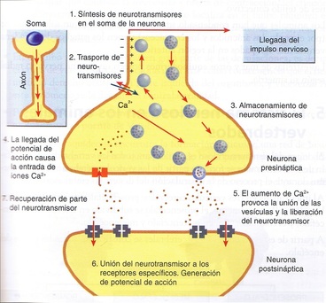 Sinapsis nerviosas y transmisor