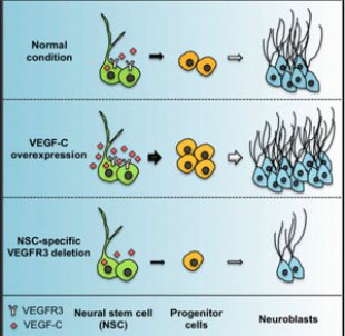 Neuronas en proceso de formación