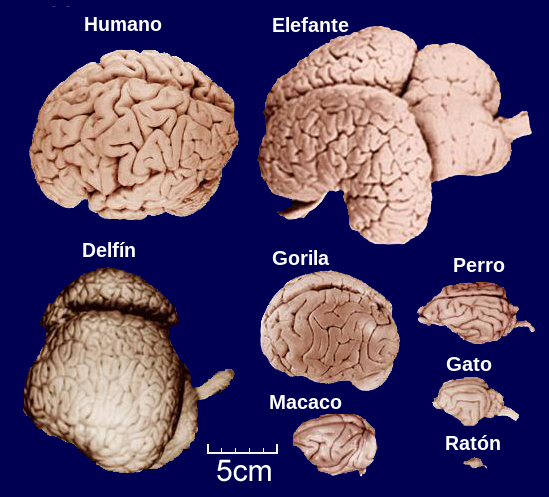 Comparativa de neuronas en cerebros