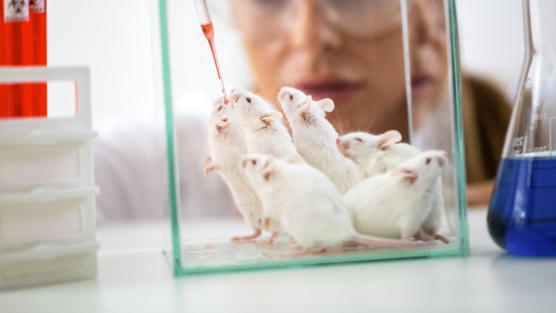 Resultados de experimentos con ratas