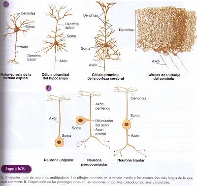 Diversidad de neuronas