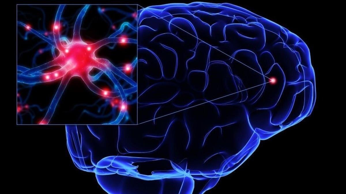 Cerebro y neuronas