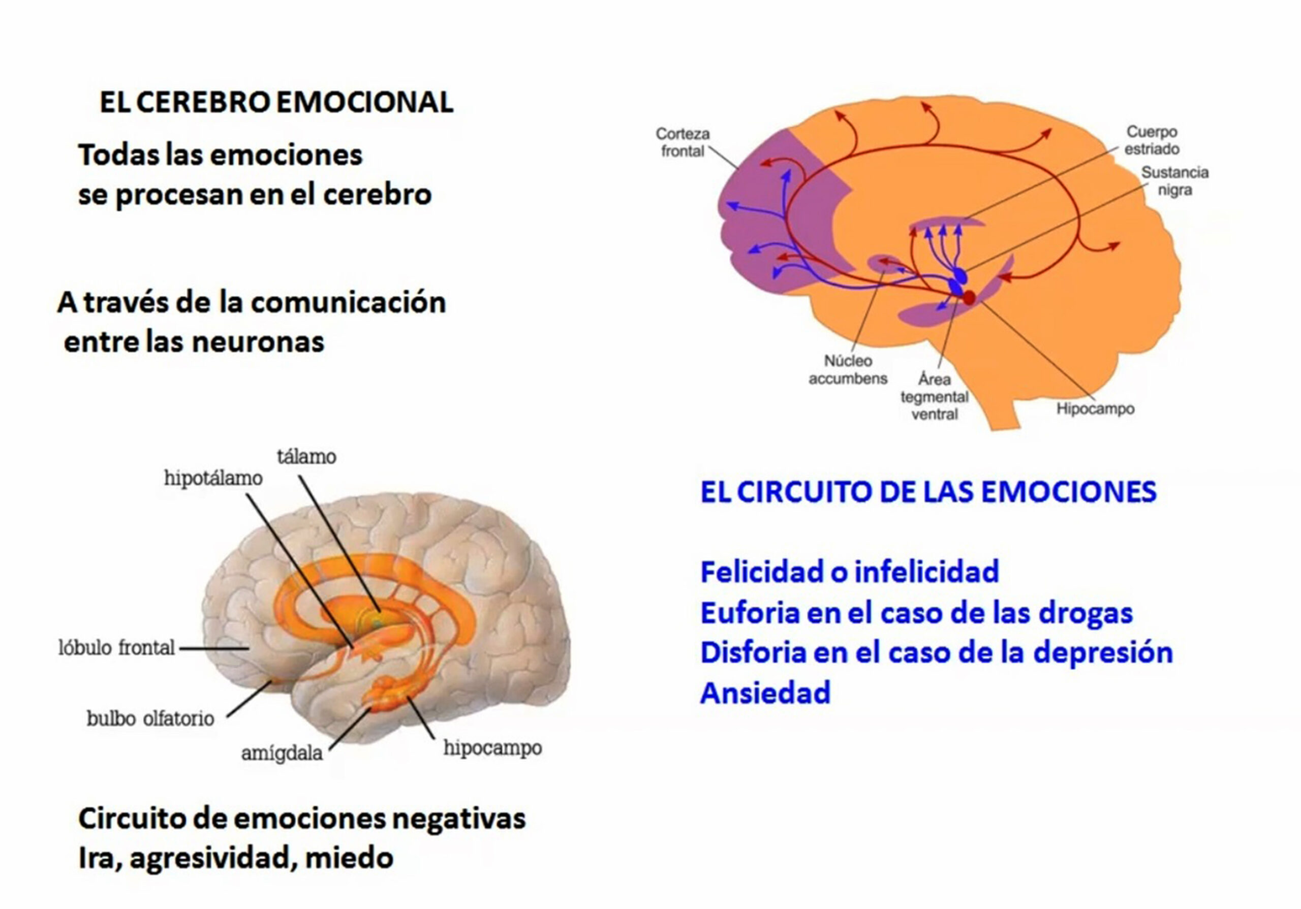 Interacción neuronal en el cerebro