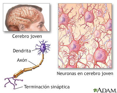 envejecimiento de las neuronas