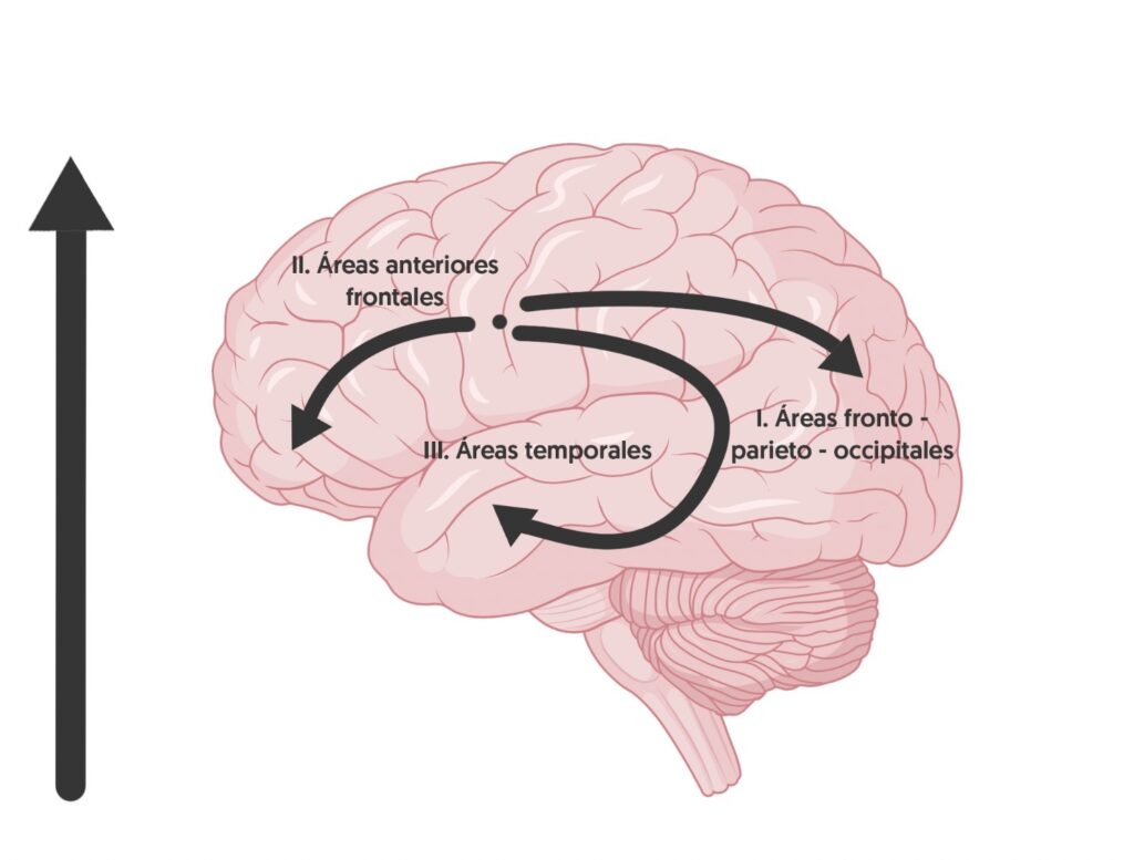 Estructura cerebral y mielinización