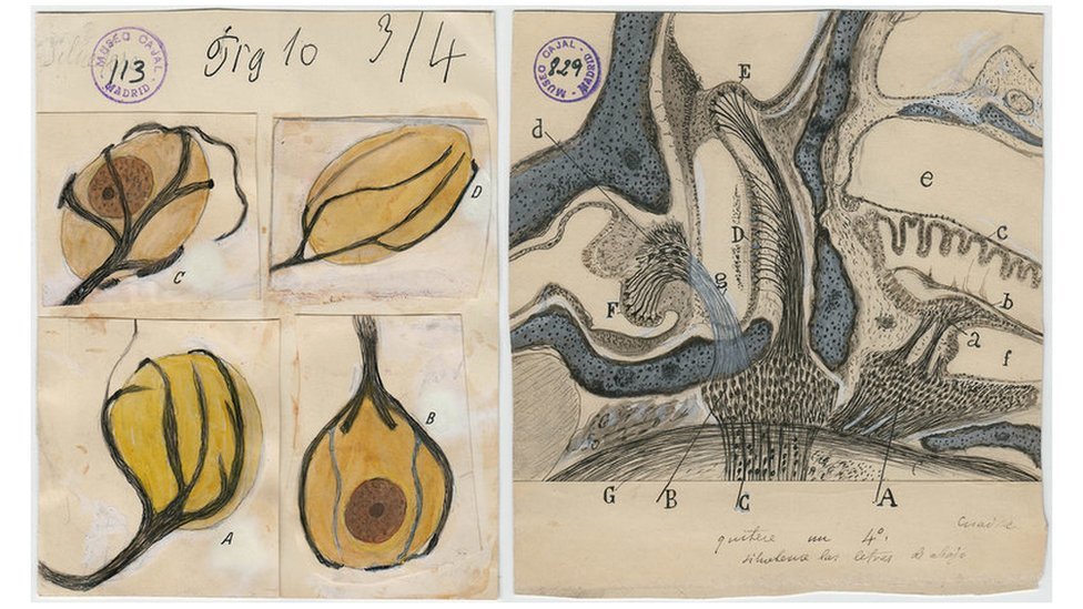 Dibujos de neuronas de Cajal