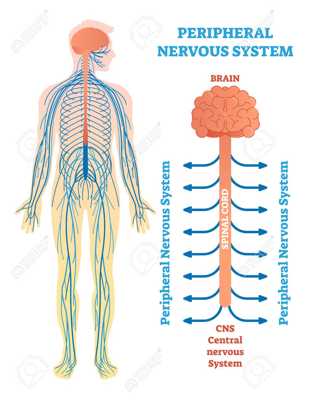 Ilustración del sistema nervioso