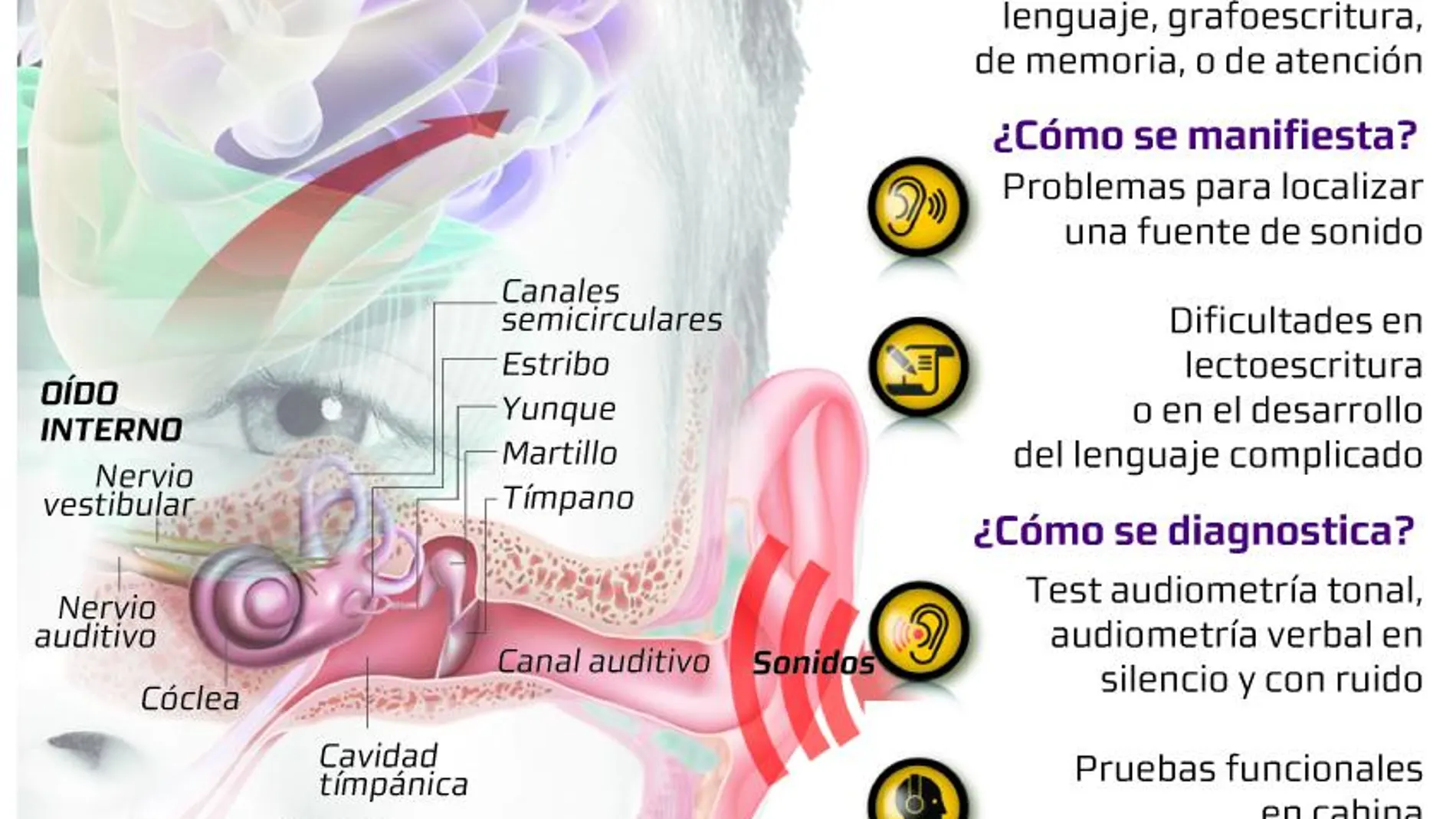 Sonidos en ambos oídos