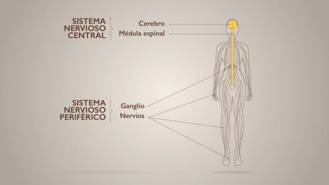 Ubicaciones sorprendentes de neuronas