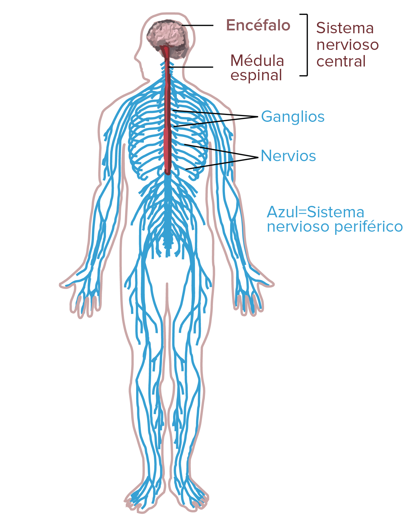 Distribución de las neuronas