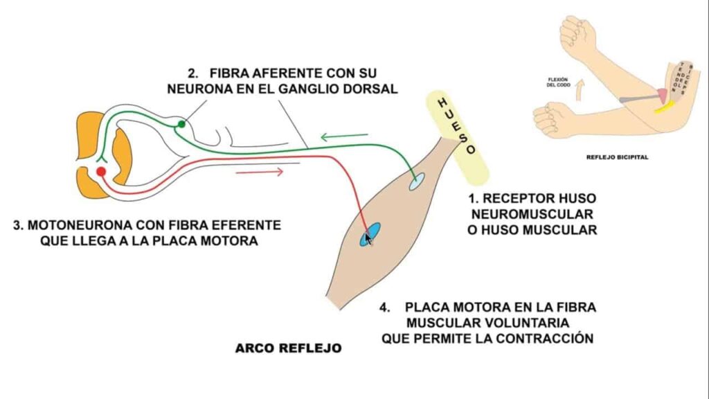 Neuronas motoras y contracciones musculares