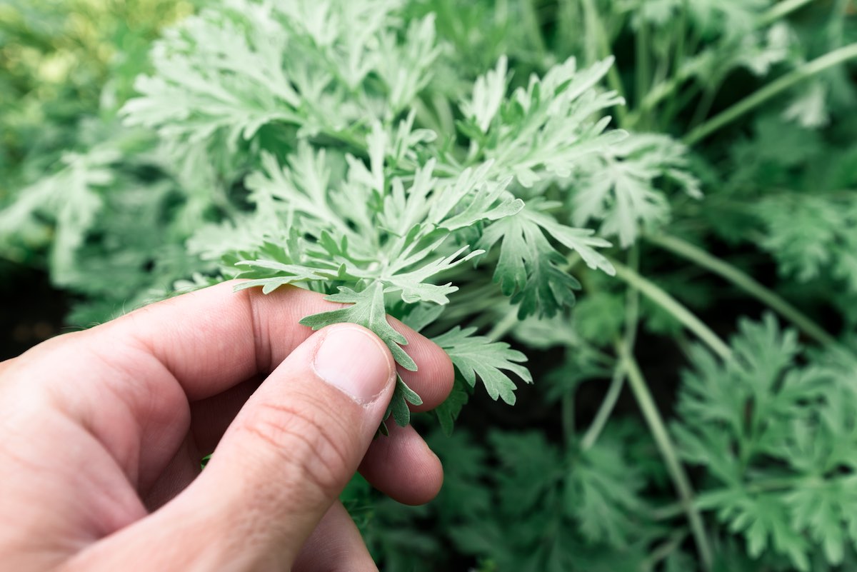 Plantas medicinales y terapia de luz verde